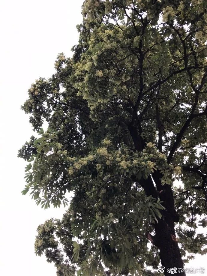 南宁糖胶树花香引发热议：江南10＋1商业大道成热门打卡地