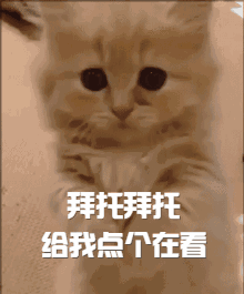本田小黄蜂250改装案例_本田小黄蜂能套什么车_本田小黄蜂能改直排嘛