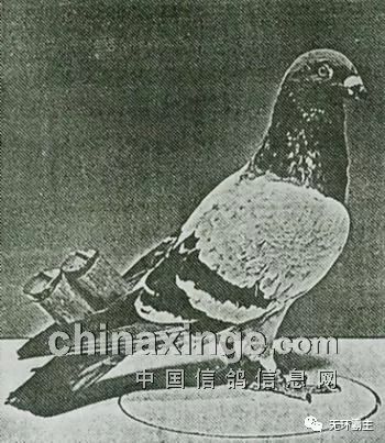 高飞鸽可以打比赛吗_高飞鸽可以打比赛吗_高飞鸽可以打比赛吗