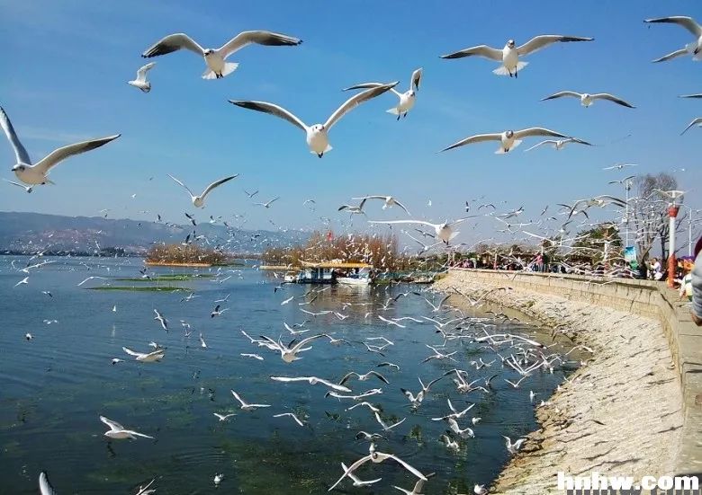 触摸云上天梯 走进七彩云南 滇东南春之旅行摄看点